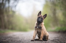 Common Challenges When Traveling with Pets and How to Overcome Them